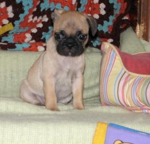 charming and lovely pug puppies for good homes!!!