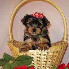 AKC Register Yorkie Puppies for Your Family