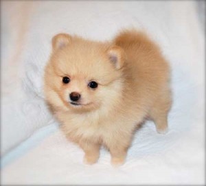 Gorgeous Pomeranian Puppies For Re-homing