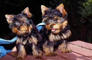 charming male and female yorkie puppies for adoption