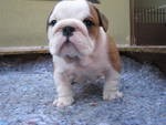 two adorable English bulldog puppies for free re homing