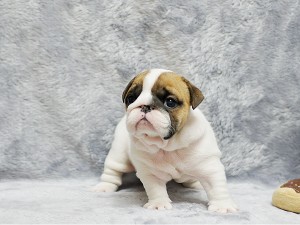 English bull dog puppies for you