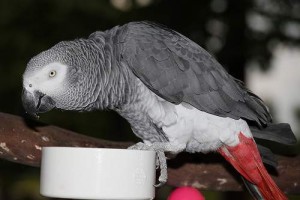 AFRICAN GREY PARROTS FOR SALE...