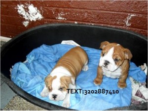 4 Adorable Males and Females English Bulldog puppies looking for foster parents  text 3202887410 with email..