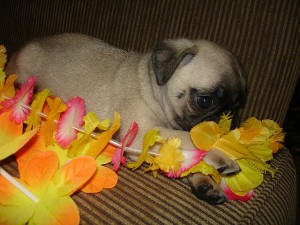 adorable pug puppies for adoption(text me at (561) 331-0284)