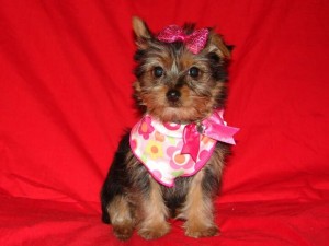 TINY TEACUP YORKIE MALE AND FEMALE AVAILABLE NOW