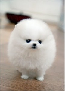 Affectionated , Cute and Lovely Teacup Pomeranian Puppies For Sale