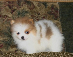 Super Cute and Well Trained Teacup Pomeranian Puppies Ready To Go Now