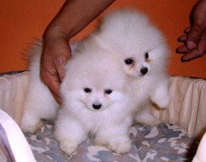 akc registered pomeranian pups ready for adoption.