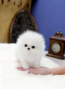 POMERANIAN PUPPIES FOR ADOPTION!!!