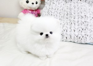 Lovely white pomeranian