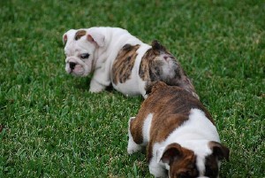 Gorgeous English bulldog puppies for adoption!