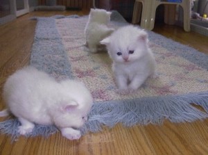 Charming Gifts Persian Kittens Ready For Sale Now Going Fast