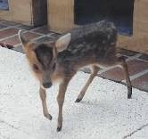 Baby muntjac deer looking for a new home