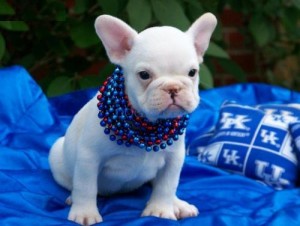 Cute and lovely French Bulldog Puppies for adoption