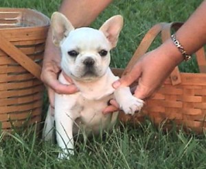 Excellent trained French bulldog babies ready for adoption.