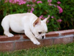 AMAZING  FRENCH BULLDOG PUPPIES FOR ADOPTION