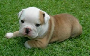 Cute Adorable English Bulldog Puppies For Adoption