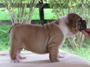 AKC registered potty trained Male and Female English Bulldog for free Adoption