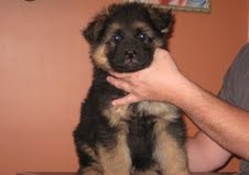 CHARMING NEW YEAR GIFT A MALE AND A FEMALE GERMAN SHEPHERD PUPPIES FOR YOUR KIDS