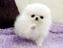 Teacup,Sweet Pomeranian puppies for a good home.