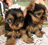 Free)cute and loving yorkshire puppies ready to go to a new home