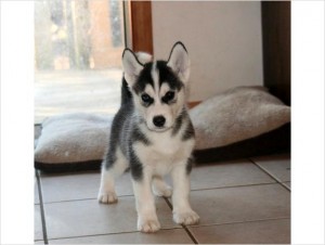 CKC Siberian Husky puppie for rehoming