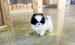 Precious Micro Pomeranian Male and female puppies for homes