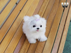 Sweet Maltese puppies for sale to good homes