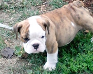 Your Trained Mini English Bulldog Puppies Now Available