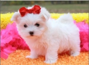 High quality maltese male and female  for sale