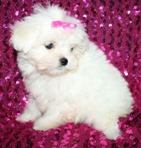 Super Adorable Maltese puppies ready for you now