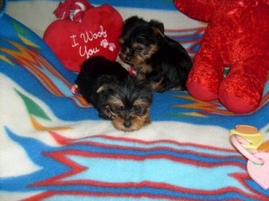 AFFECTIONATE HOME TRAINED MALE AND FEMALE YORKIE PUPPIES