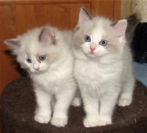 Excellent Ragdoll Kittens Available For Any Good Homes