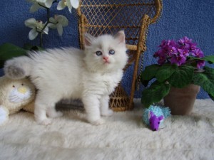 Five Ragdoll kittens ready