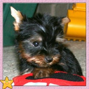 Kesy and Trina little yorkie puppies looking for his new home