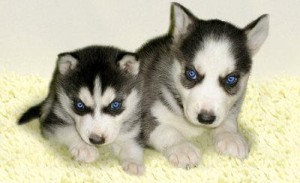 Beautiful siberian huskies with blue eyes for adoption male and female available text now at (917) 410-0027