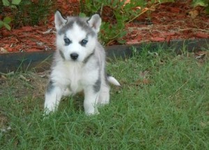 siberian husky for adoption