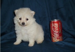 Male and female Pomerania puppies