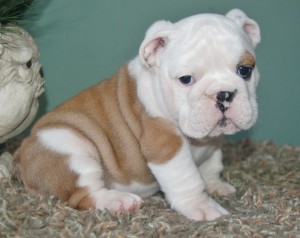 Well Trained English Bulldog Puppies