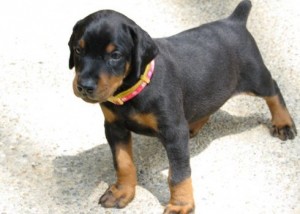 Doberman Puppies  available   ( 604) 674-9927