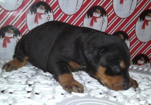 Doberman Puppies  for Sale  ( 604) 674-9927