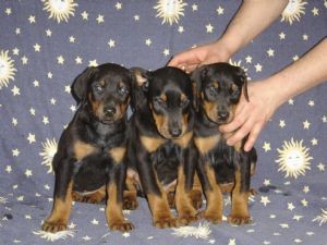 Nice looking Doberman Puppies . ( 604) 674-9927