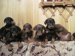 !!!!!!Doberman Puppies ( 604) 674-9927!!!!!!!!!!!!!!!!!!!!!!!!!