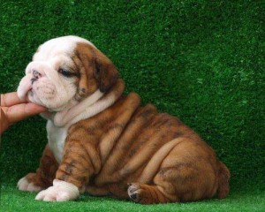 Extra Charming Male And Female English Bulldog Puppies