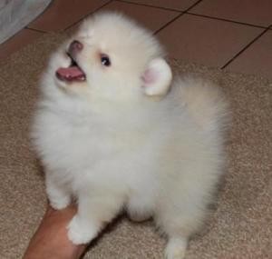 Lovely Baby Face Akc Registered Teacup Pomeranian Puppies For Sale