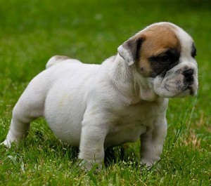 GORGEOUS AND CHARMING X-MASS ENGLISH BULLDOG PUPPIES