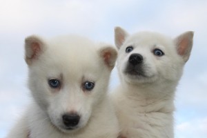 !!!!!Perfect White good looking Siberian husky puppies!! text or call (405-548-5801).