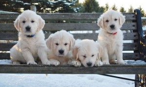 Top Quality Golden Retriever Puppies