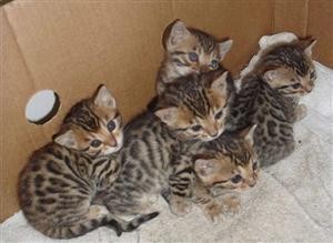 wonderful home trained savannah kittens for sale